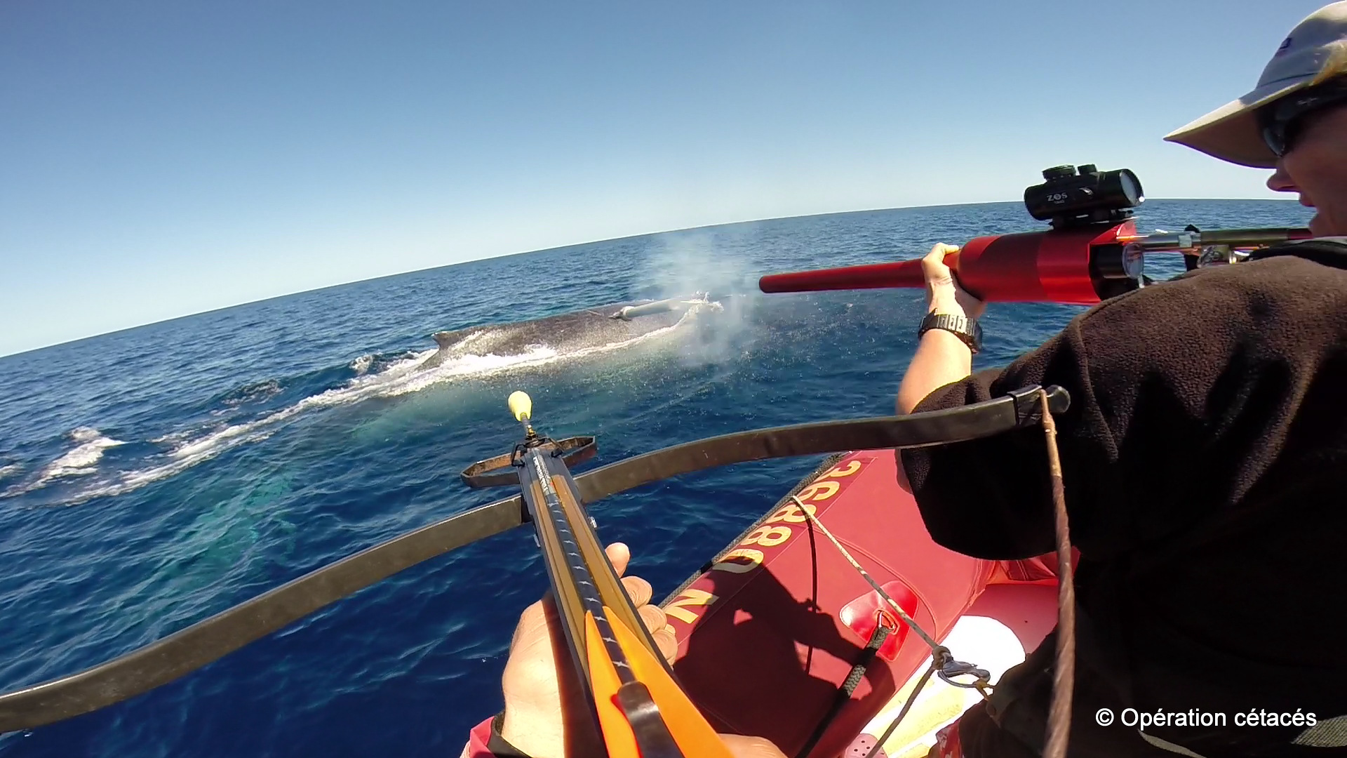 Balisage d'une baleine à bosse. © Opération cétacés