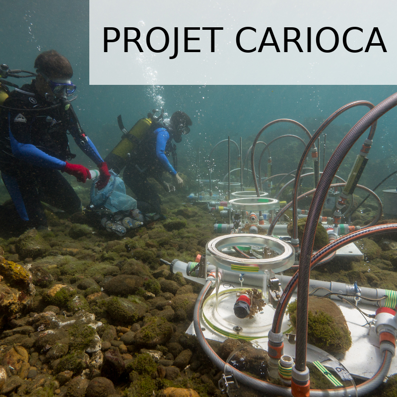 Carioca_project.jpg