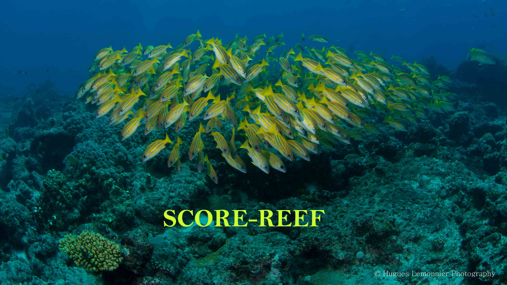 score-reef.png