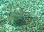 Neotrygon_kuhlii_Pulau_Fam_West_Papua_02_Dec_2007_-_P._Borsa__IRD_miniature.jpg