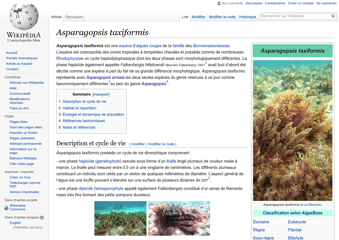wikipedia_Asparagopsis_taxiformis.png