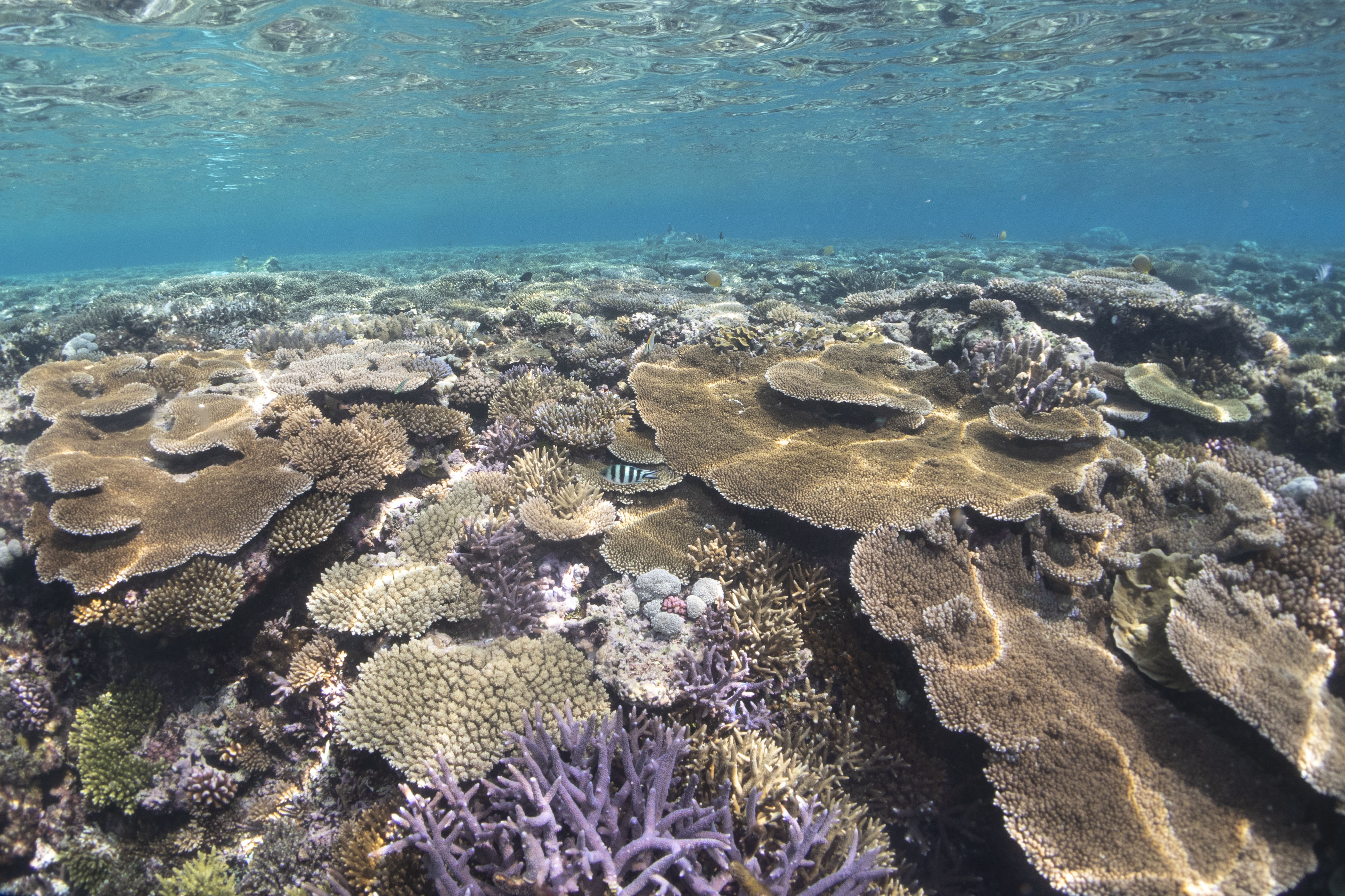 récifs coralliens-M.Boussion.jpg