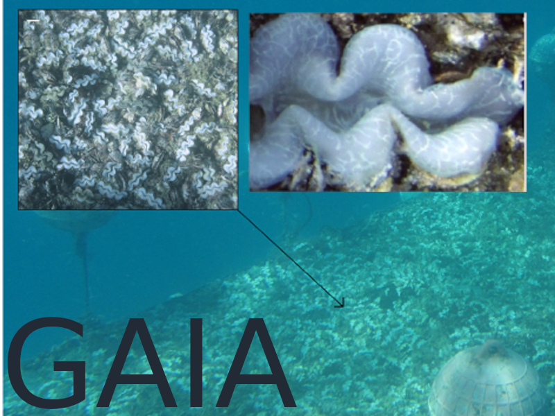 GAIA_Figure2_giant_clams.png