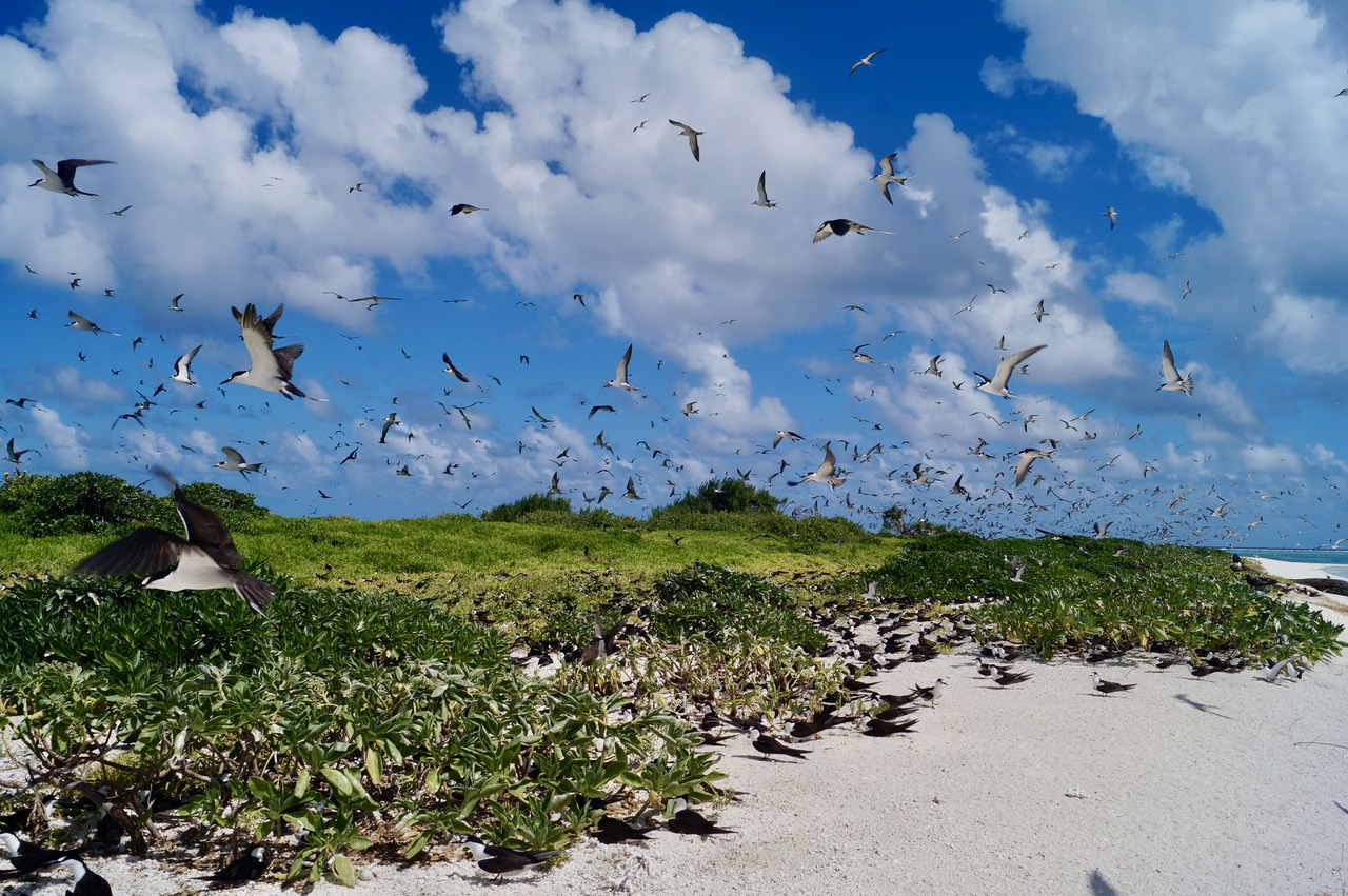 © E.Vidal - IRD © E.Vidal - IRD