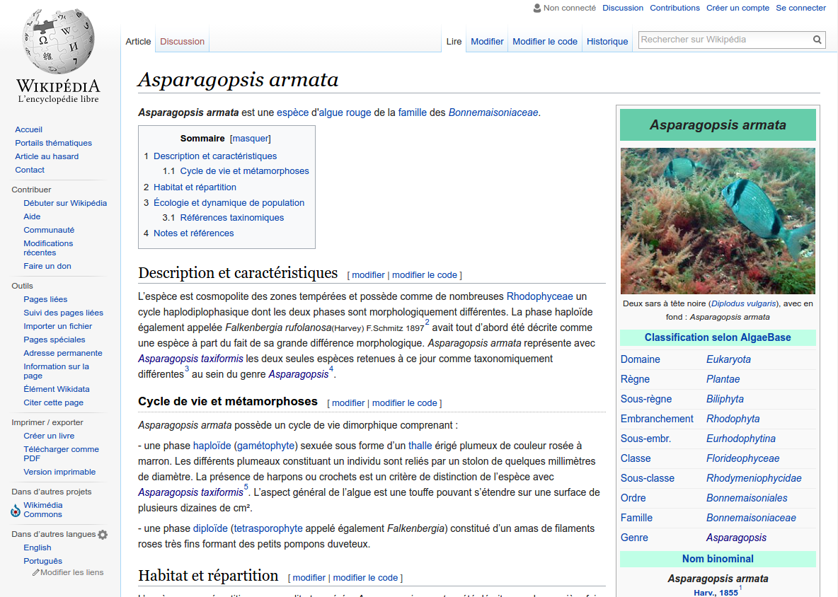 wikipedia_Asparagopsis_armata.png
