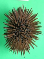 sea_urchin.jpg