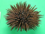 sea_urchin.jpg