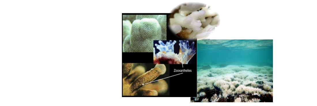 Blanchissement corallien