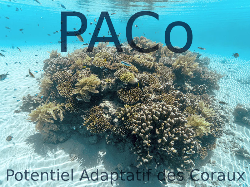 paco-recifs-coralliens-mayotte-appel-projet-ofb.jpg
