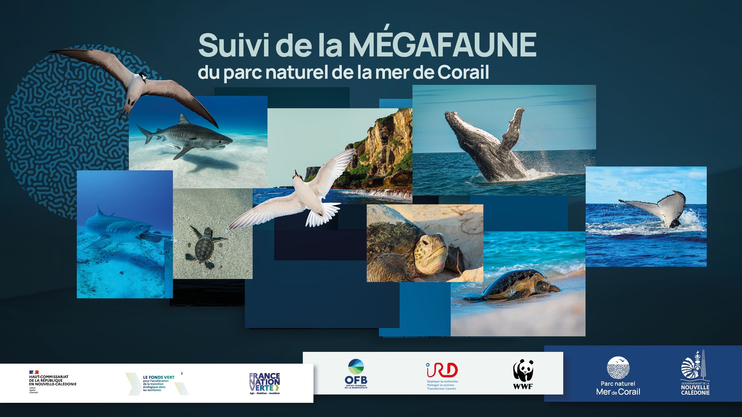 06-16x9-MEGAFAUNE-PARC DE LA MER DE CORAIL_lowres.jpg